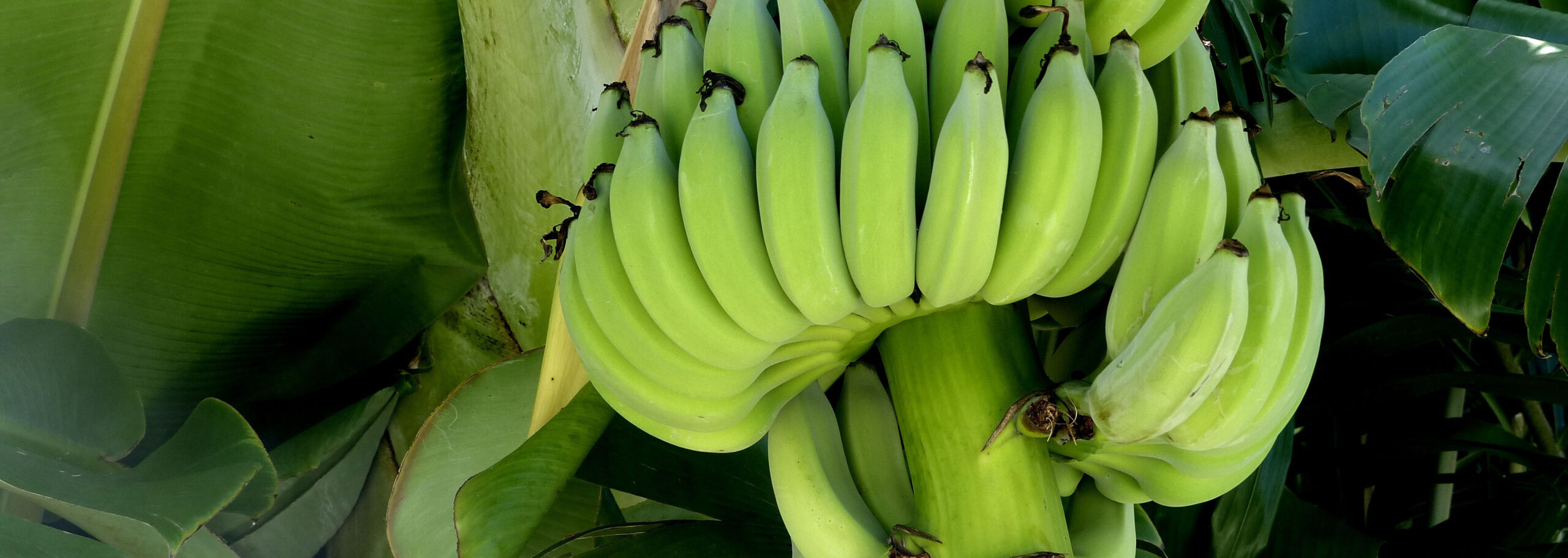 1tree-plant-bunch-fruit-leaf-flower-1342853-pxhere