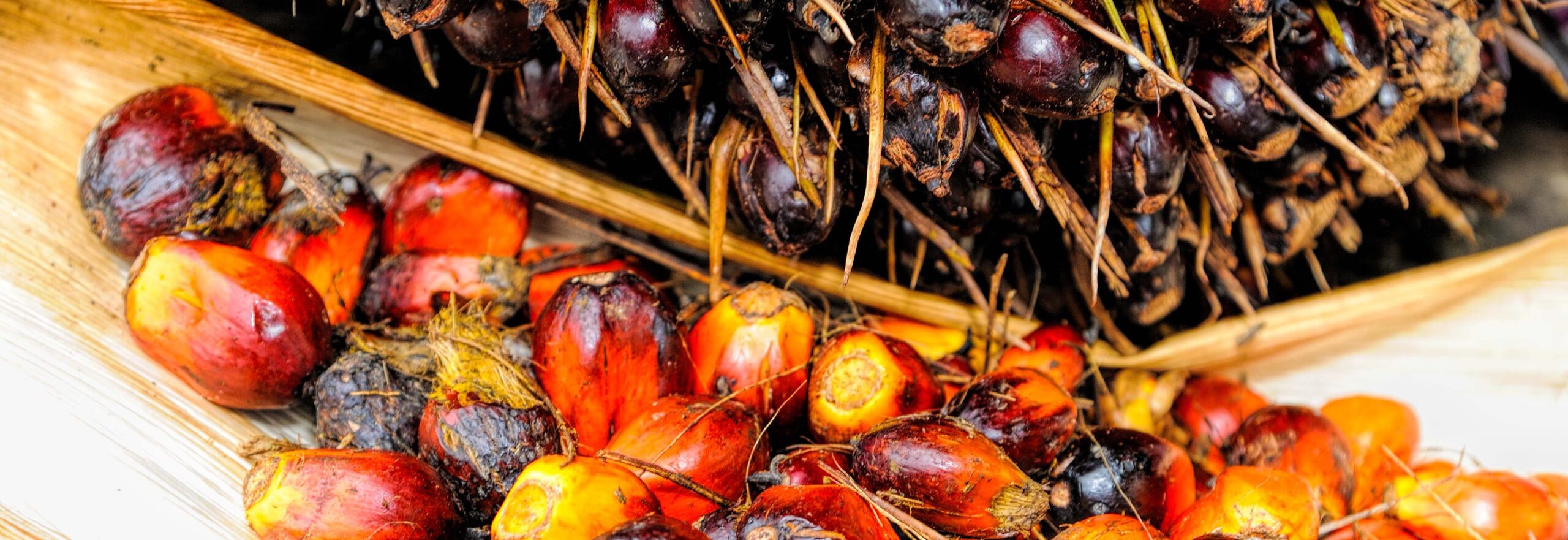 palm oil 1
